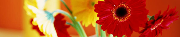 Red flowers