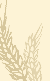 Accent Graphic