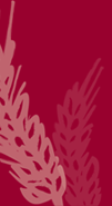Accent Graphic