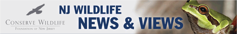 NJ Wildlife News & Views