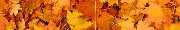 fall leaves