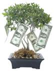 Money Tree