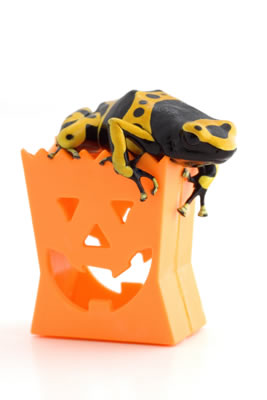 Halloween frog
