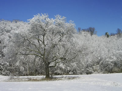 Tree in Snow