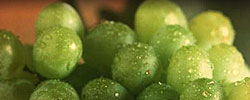 grapes