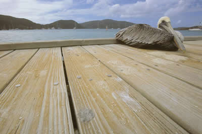 pelican
