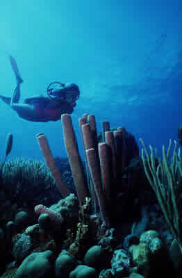 scuba diver