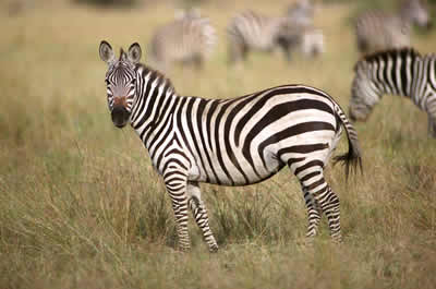 Zebra