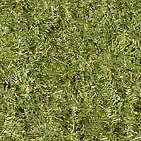 grass