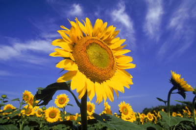 Sunflowers