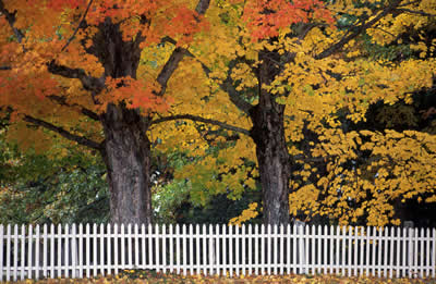 fall trees