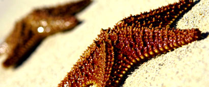 seashells