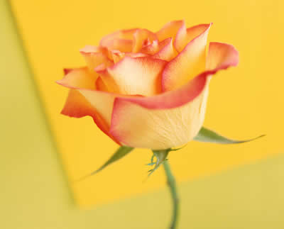 Orange-tipped rose