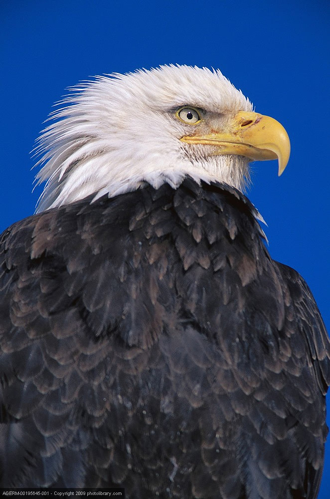 Eagle