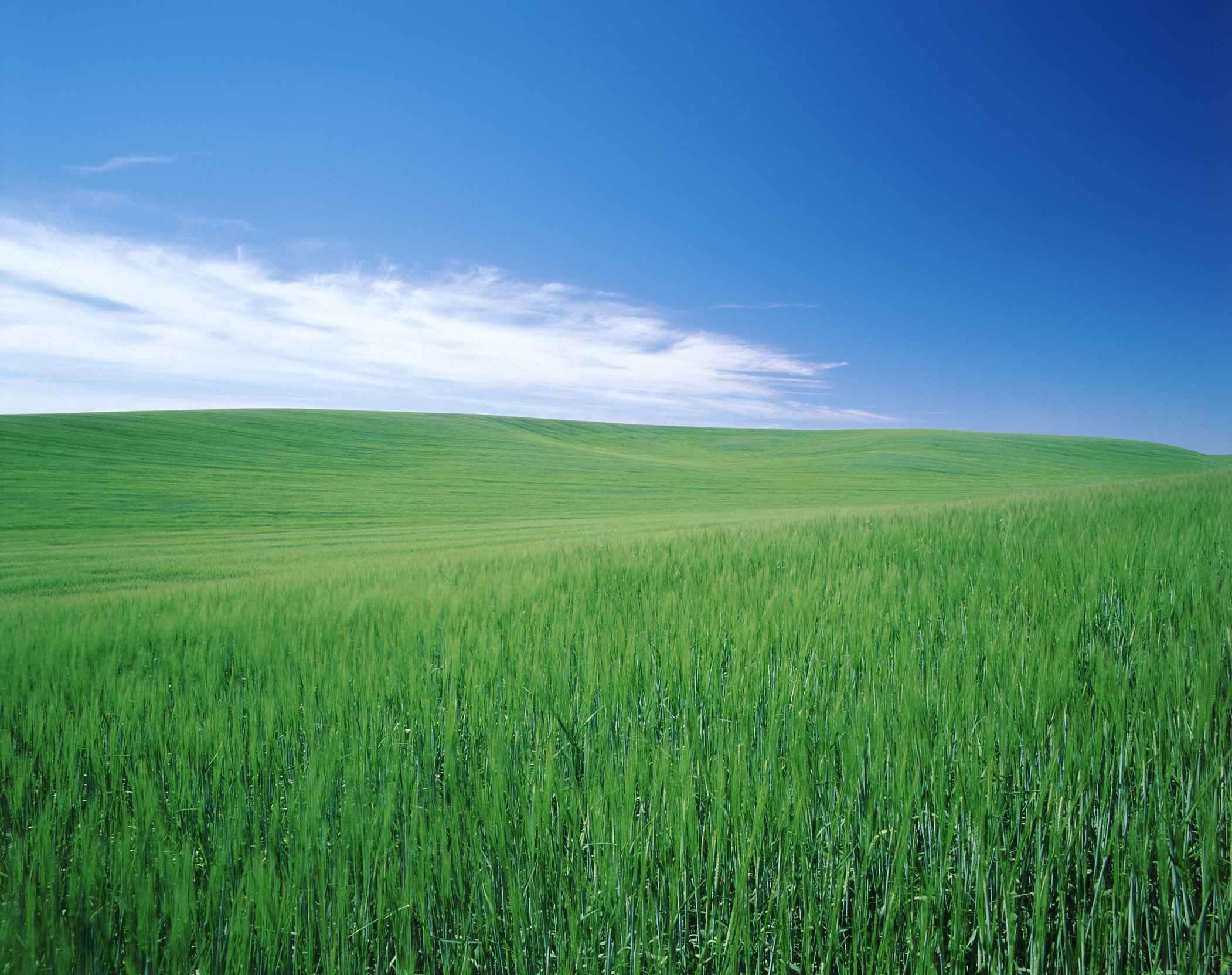 greeen grass blue sky