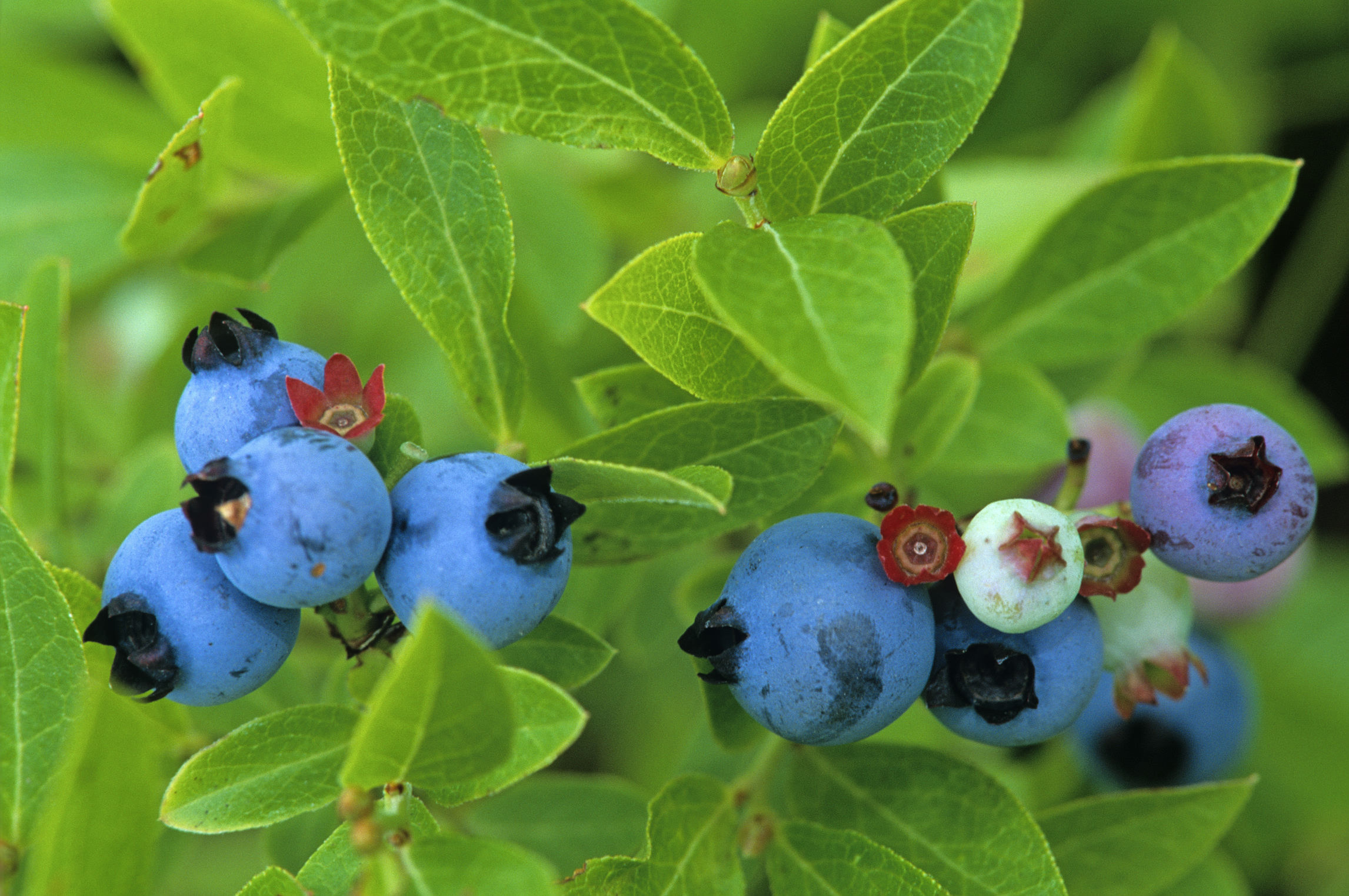 blueberries
