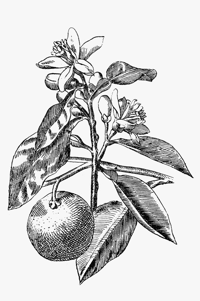 plant