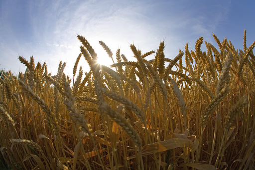 Wheat Field