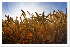 Farm land
